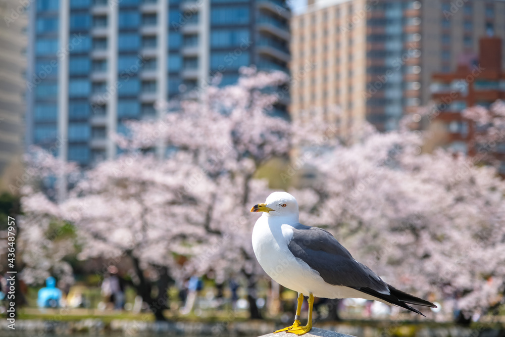 Obraz premium 東京都台東区 春の上野公園とウミネコ