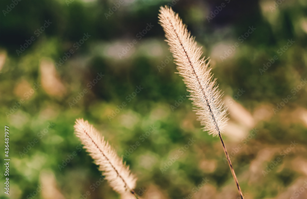 Foxtail Flower Drying Out in Fall Months Foxtail Flower Drying Out in Fall Months