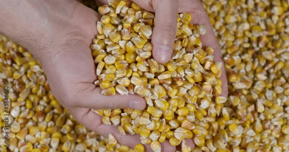 Slow Motion Dried Corn Grains Falling on Hands Farmer Texture Background Close Up. GMO Corn Kernels Maize Macro Shot. Organic Healthy Food. Slow Motion Farmer Holding Organic Corn Maize in Hands Slow Motion Dried Corn Grains Falling on Hands Farmer Texture Background Close Up. GMO Corn Kernels Maize Macro Shot. Organic Healthy Food. Slow Motion Farmer Holding Organic Corn Maize in Hands