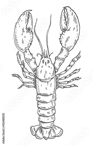Lobster isolated on white background. color vintage engraving