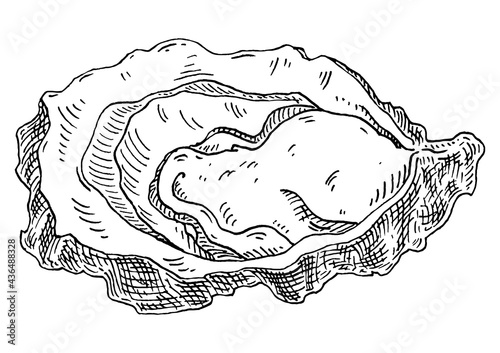 Oyster isolated on white background. Vintage black engraving