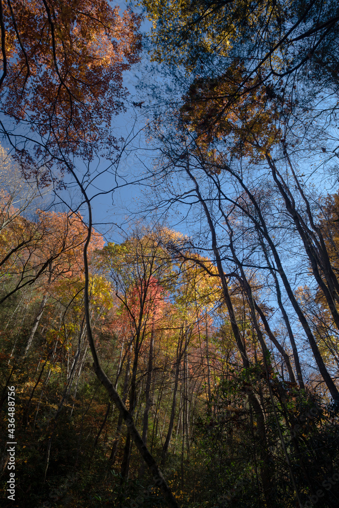 Autumn Color, Southern Appalachian Mountains