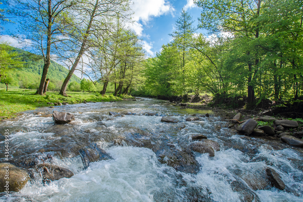 stormy river flowing near the forest on a background of mountains in the summer day. nature landscape. stormy river flowing near the forest on a background of mountains in the summer day. nature landscape.