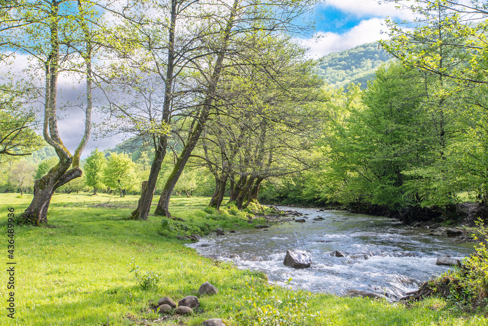 river flowing near the forest on a background of mountains in the summer day. nature landscape. river flowing near the forest on a background of mountains in the summer day. nature landscape.