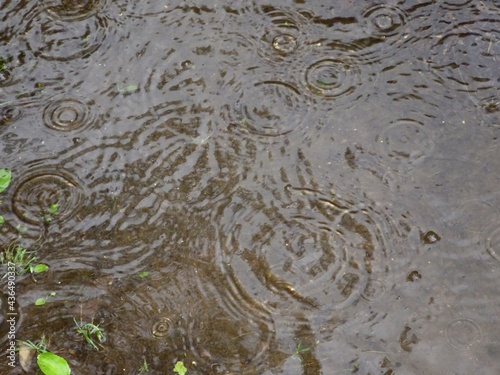 木の下にできた水溜りに落ちる雨粒と雫の波紋