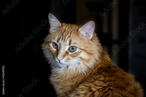 gato rubio, atigrado, ojos de gato © JESUS Fdez. PEREIRA