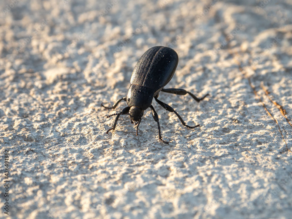 Close up a large black beetle on a piece of white stone early morning.