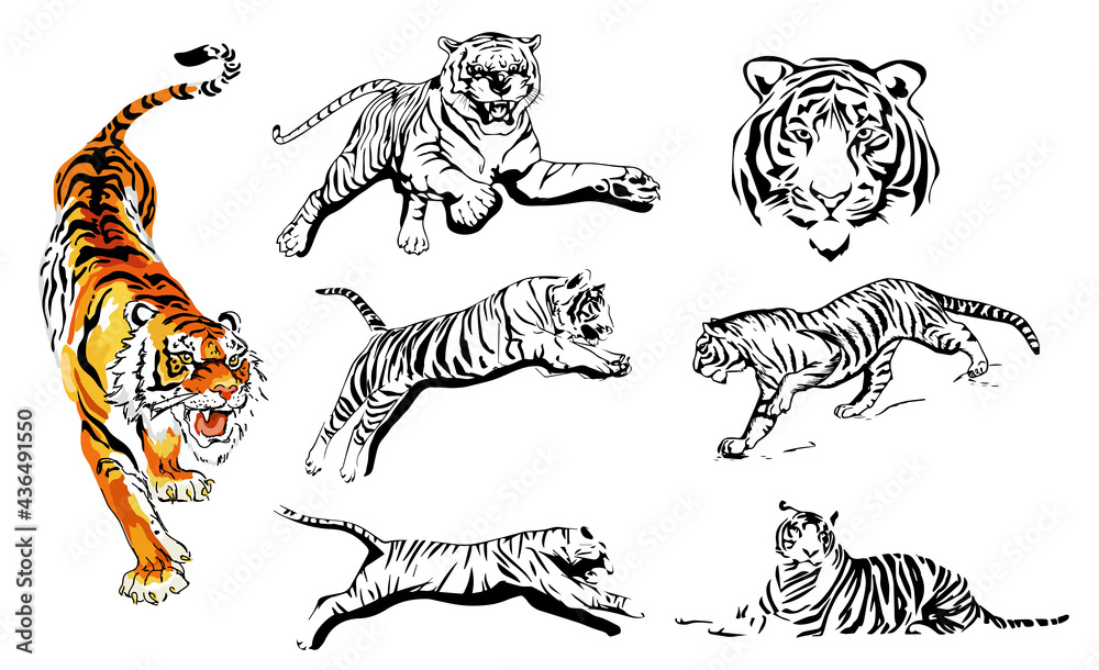 Tiger vector. The symbol of the new year 2021. Handdrawn images of a