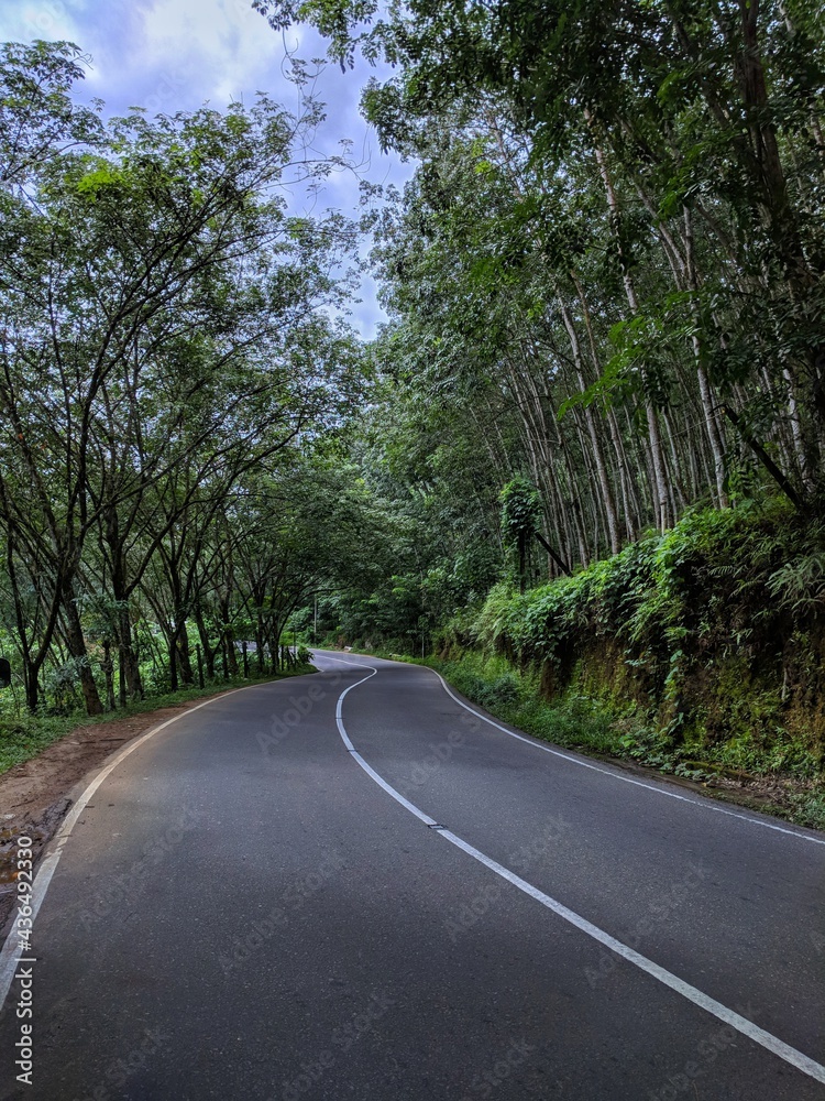 Lonely paved road surrounded by lush green trees 