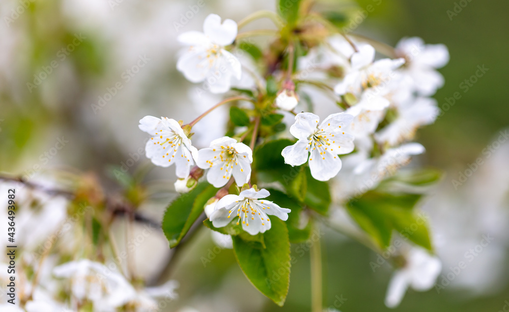 Obraz premium White flowers on a cherry tree.