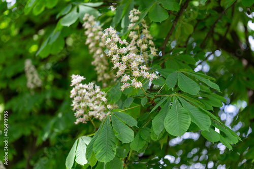 Aesculus hippocastanum, the horse chestnut is a species of flowering plant in the family Sapindaceae. Blossoming chestnut tree in spring. Aesculus hippocastanum. Aesculus hippocastanum blossoming tree