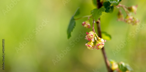 Close-up of a flower on a currant in spring.