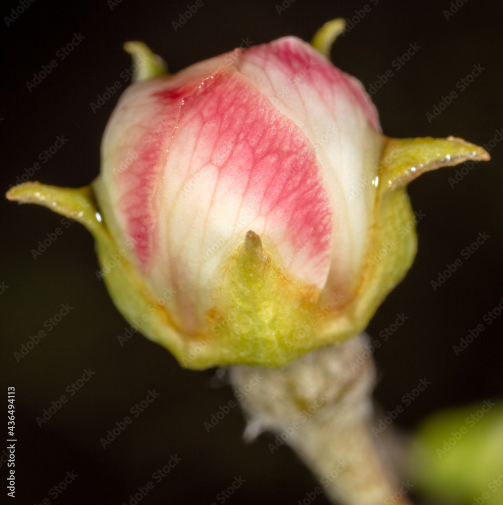 Flowers on an apple tree in spring. Flowers on an apple tree in spring.