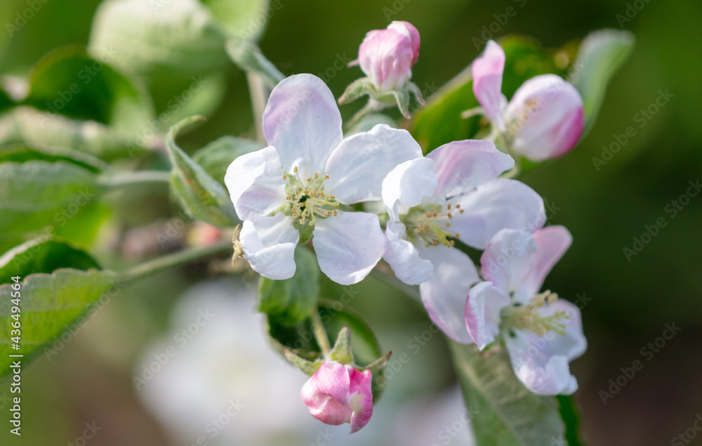 Flowers on the branches of an apple tree in spring. Flowers on the branches of an apple tree in spring.