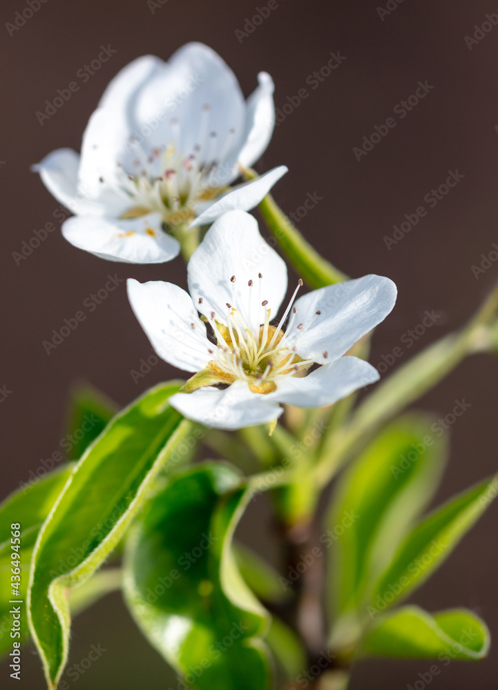 Fototapeta premium Flowers on pear branches in spring.