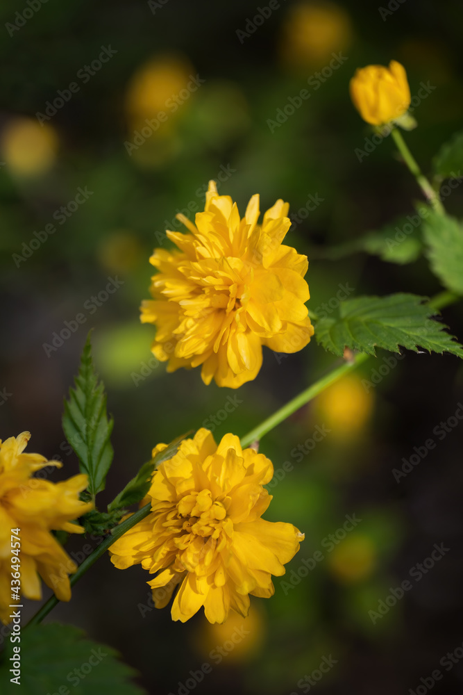 Japanese Rose Kerria Japonica Yellow Flowers Japanese Rose Kerria Japonica Yellow Flowers