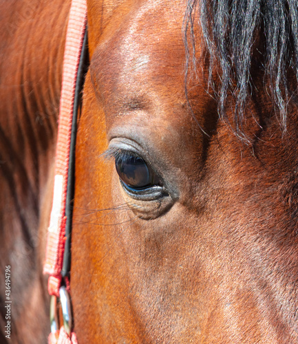 Eyes on the head of a horse in the park.