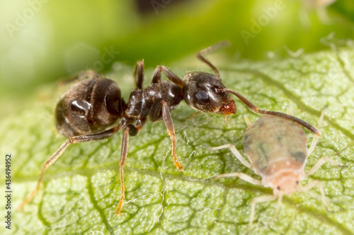 Close-up of aphids and an ant on a green leaf.