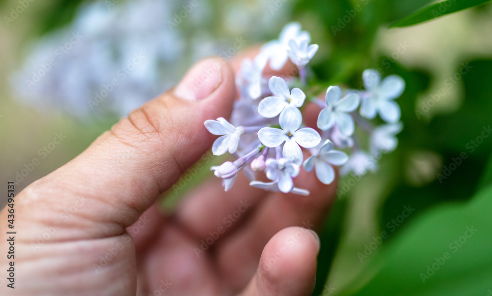 Lilac flowers on a plant in hand Lilac flowers on a plant in hand