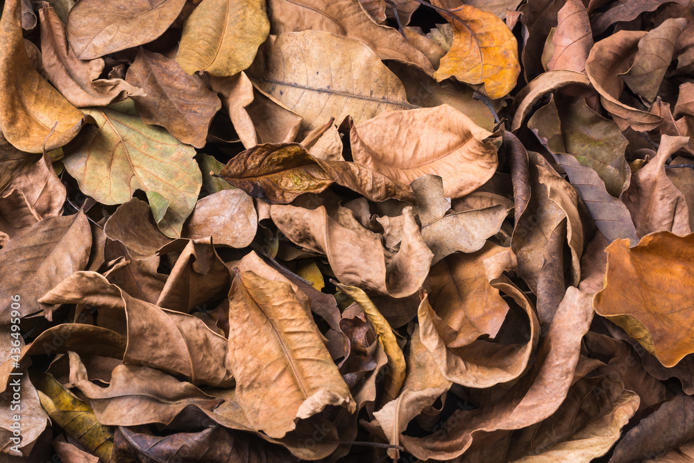 dried tree leaves, dead, fallen and discolored leaves surface, natural background texture or wallpaper abstract, closeup side view dried tree leaves, dead, fallen and discolored leaves surface, natural background texture or wallpaper abstract, closeup side view