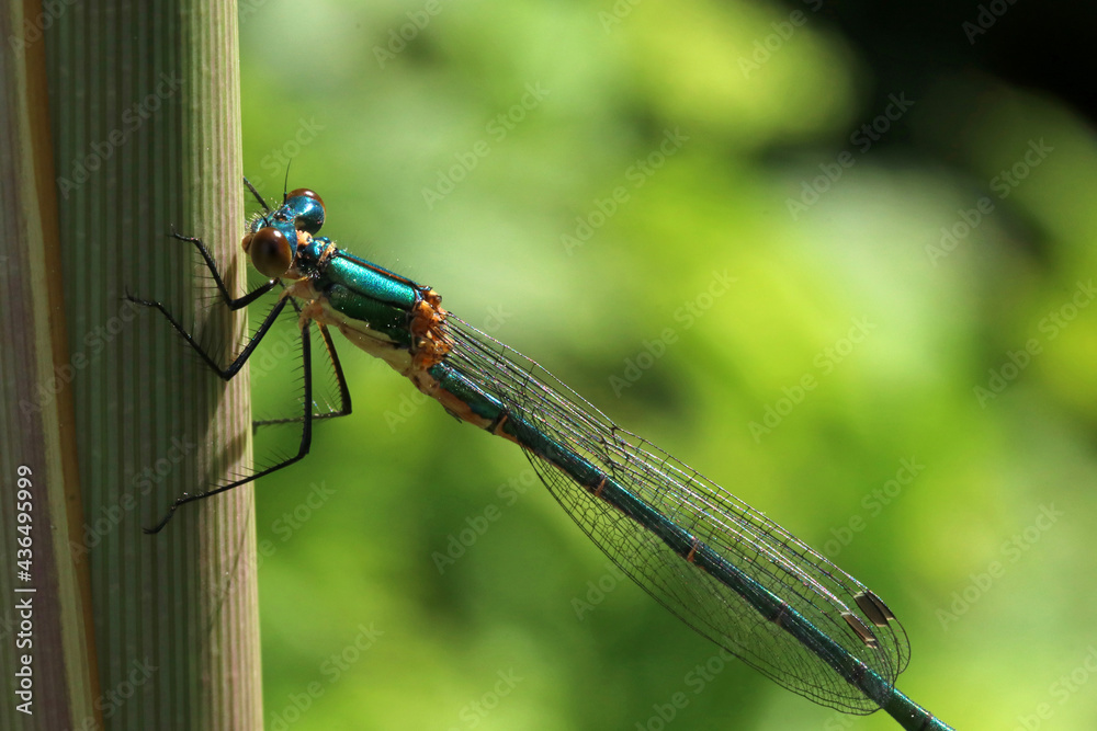 A blue-green dragonfly sits on a branch against a blurred background.