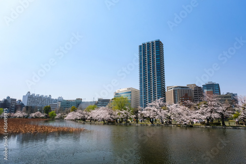 東京都台東区 春の上野公園 不忍池の桜とビル群