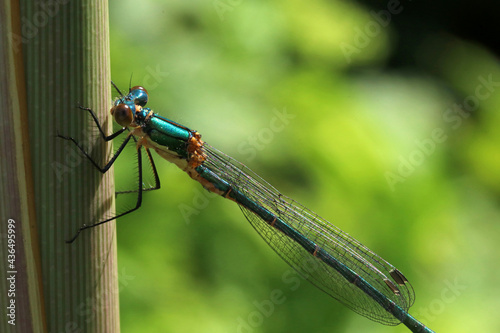 A blue-green dragonfly sits on a branch against a blurred background. © Aleshchenko