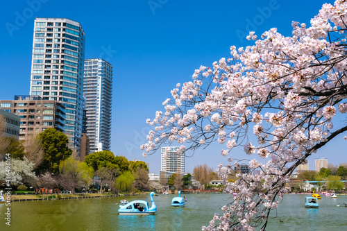 Photos 東京都台東区 春の上野公園 不忍池の桜とビル群