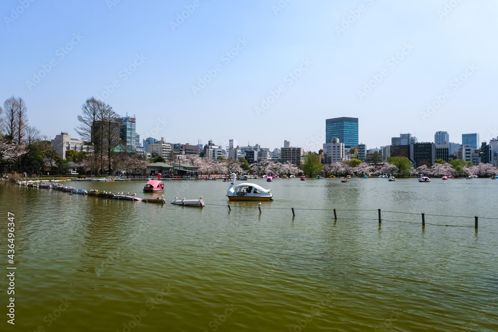 東京都台東区 春の上野公園 不忍池