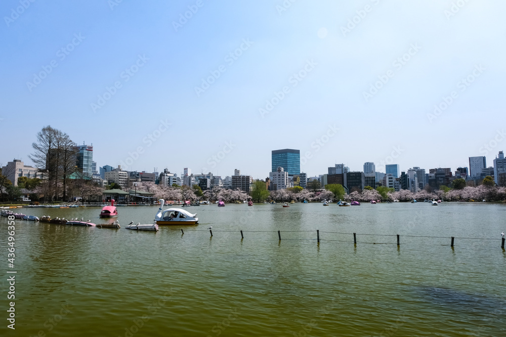 Naklejka premium 東京都台東区 春の上野公園 不忍池