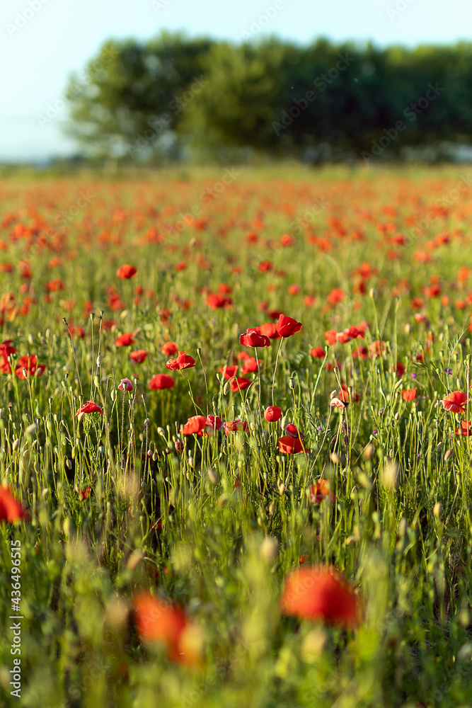 Fototapeta premium Campo di Papaveri