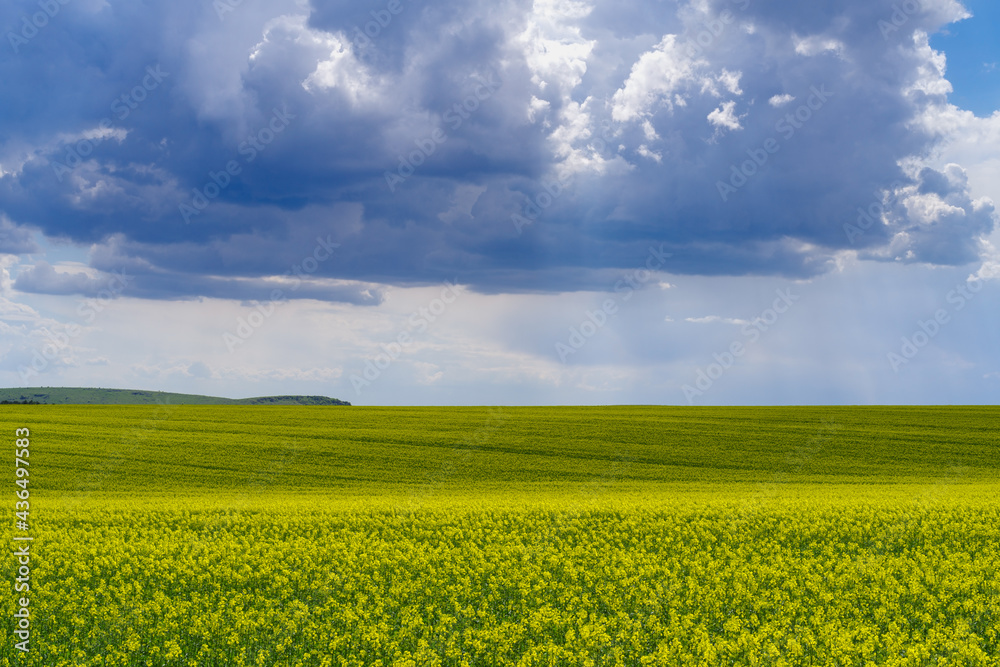 Rapeseed field, Podilia region, South-Western Ukraine