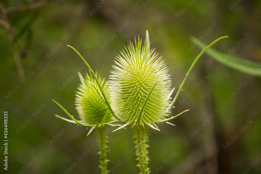 Wild flowers in the field. Selective focus. Wild flowers in the field. Selective focus.