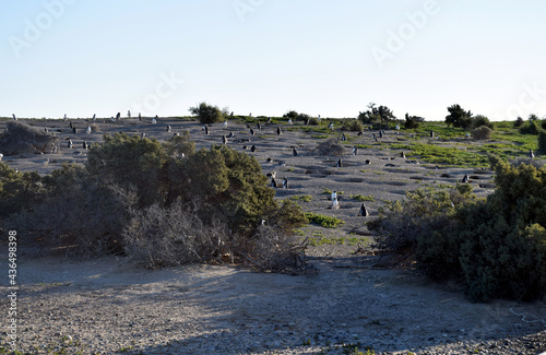 Penguins in Punta Tombo