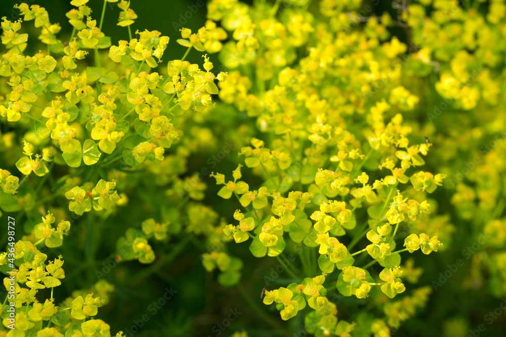 Euphorbia cyparissias, cypress spurge flower closeup selective focus Euphorbia cyparissias, cypress spurge flower closeup selective focus