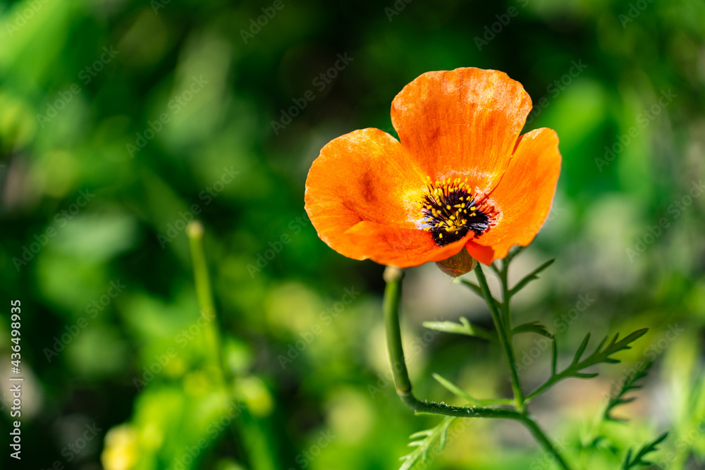 Macro flower blossoming in spring, large detailing of petals, veins, stamens, seeds Macro flower blossoming in spring, large detailing of petals, veins, stamens, seeds