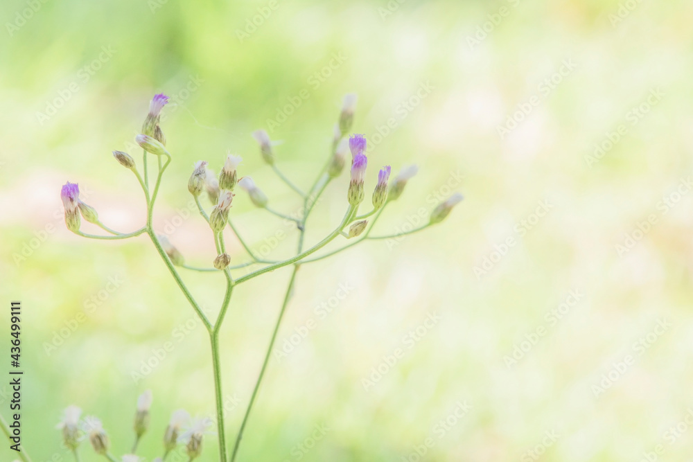 Soft purple blur grass with yellow green blur background.