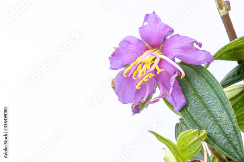 Soft purple blur flower, yellow-white stamens with mature green leaves.