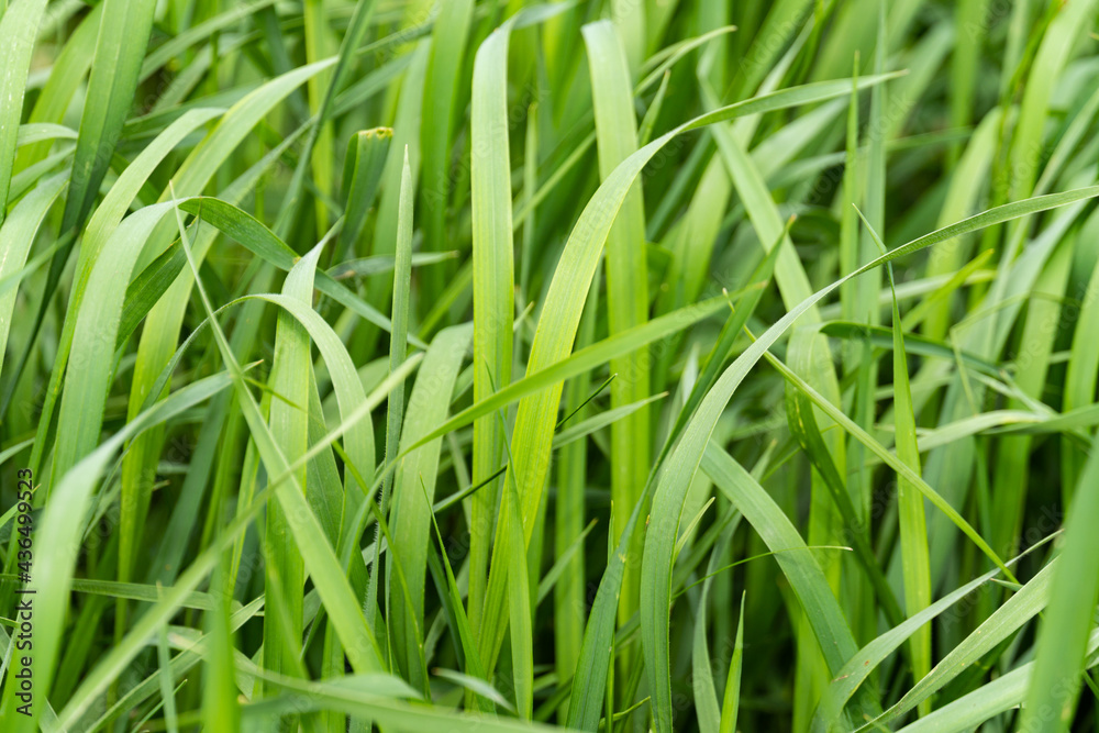 Macro shot of green fresh grass, lawn surface, nature texture, clover shamrock Macro shot of green fresh grass, lawn surface, nature texture, clover shamrock