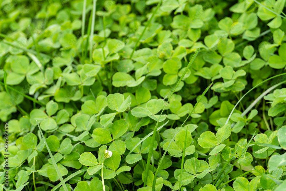 Macro shot of green fresh grass, lawn surface, nature texture, clover shamrock Macro shot of green fresh grass, lawn surface, nature texture, clover shamrock