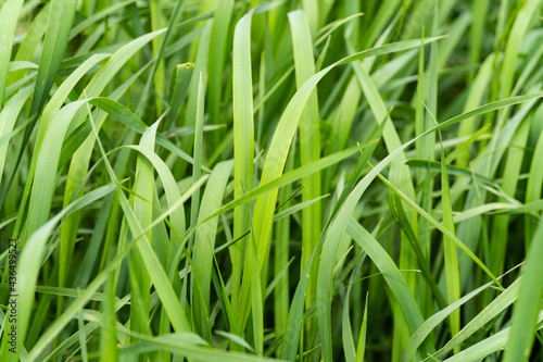 Macro shot of green fresh grass, lawn surface, nature texture, clover shamrock