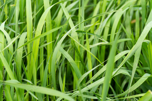 Macro shot of green fresh grass, lawn surface, nature texture, clover shamrock