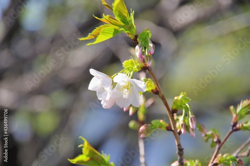 桜の花