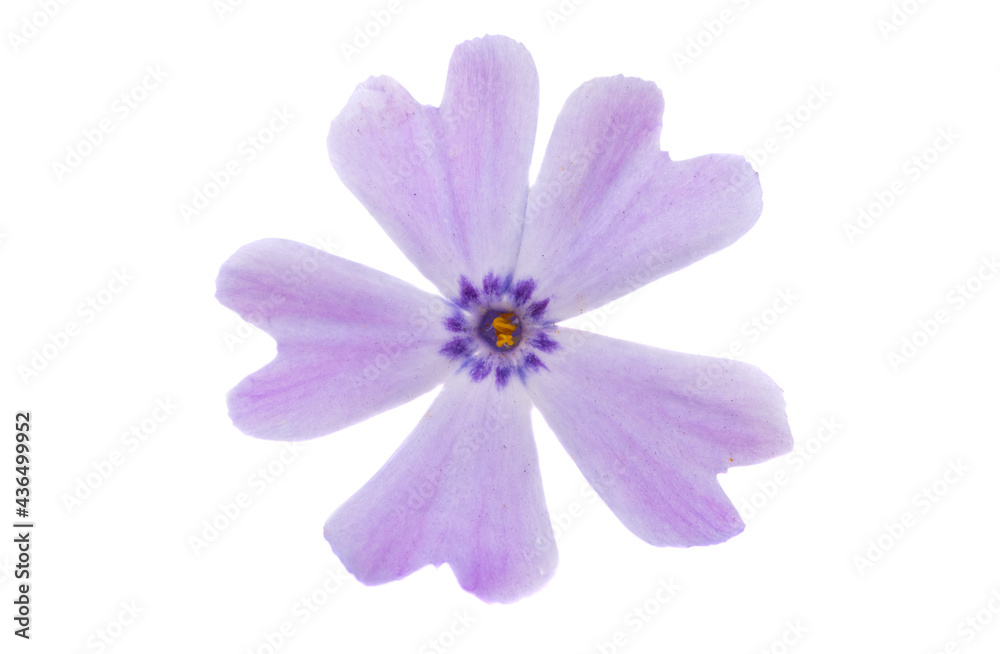 phlox flower isolated phlox flower isolated