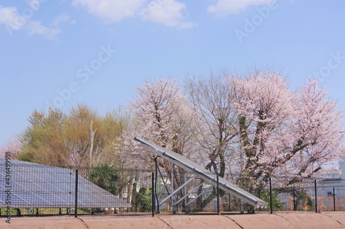桜とソーラーパネル