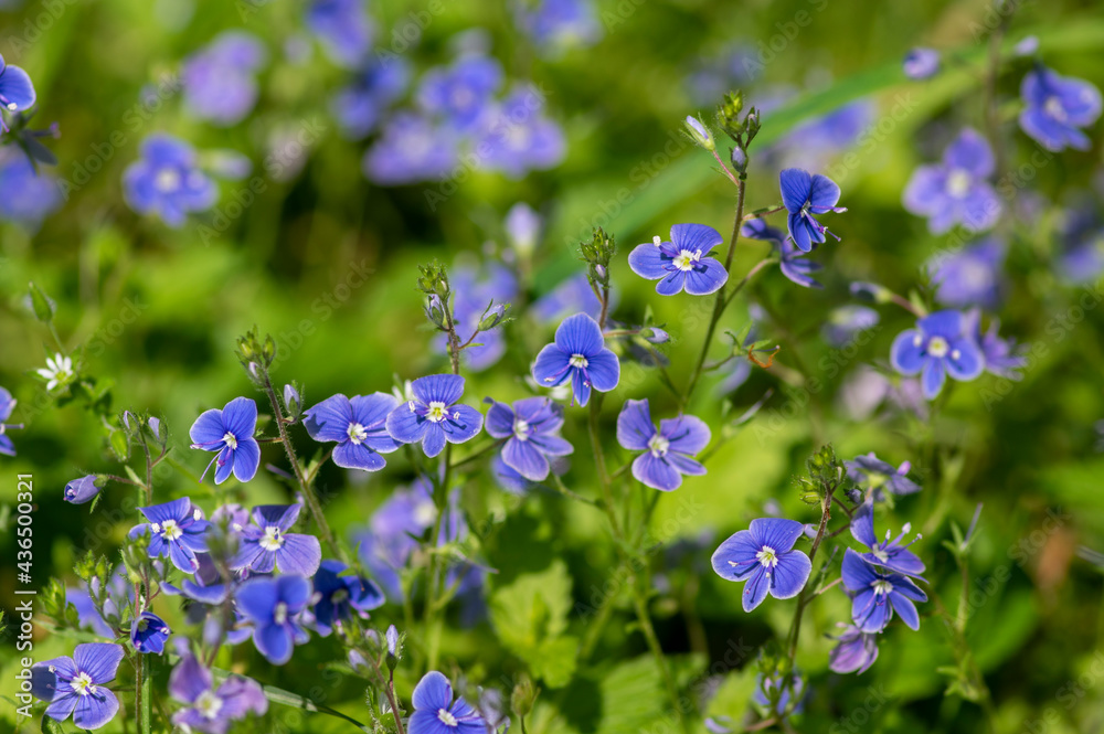 Veronica chamaedrys germander speedwell flowering plant, small flowers with deep blue petals in bloom Veronica chamaedrys germander speedwell flowering plant, small flowers with deep blue petals in bloom