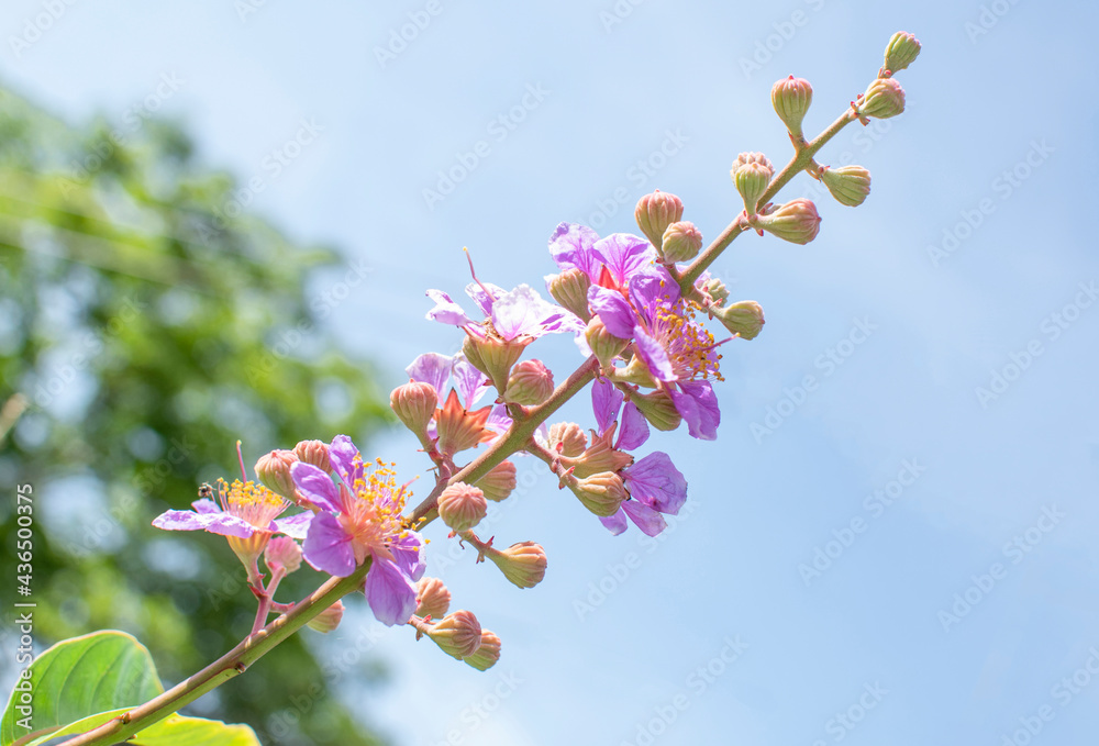 Blurred light purple flowers with blurred green leaves, blue sky. Blurred light purple flowers with blurred green leaves, blue sky.