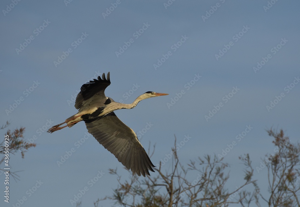 Obraz premium Gray heron, Ardea cinerea Linnaeus, Héron cendré