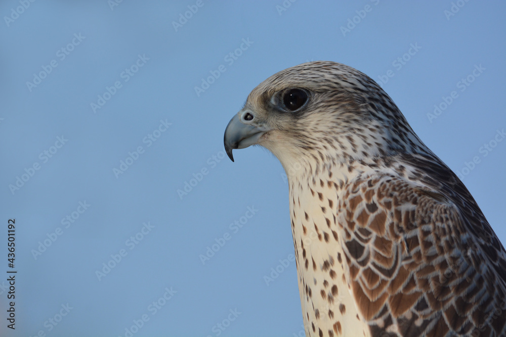 Falco Falco