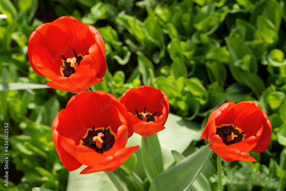 red tulips. flowers in the garden. red tulips. flowers in the garden.